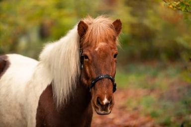 tiere-02.jpg