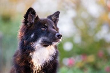 tiere-07.jpg