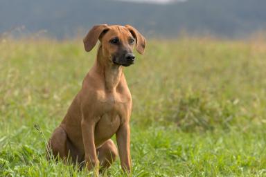 tiere-08.jpg