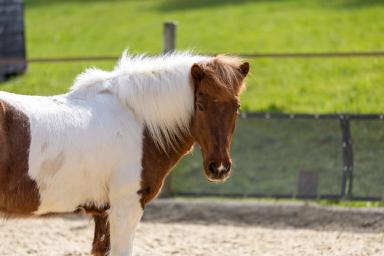 tiere-09.jpg